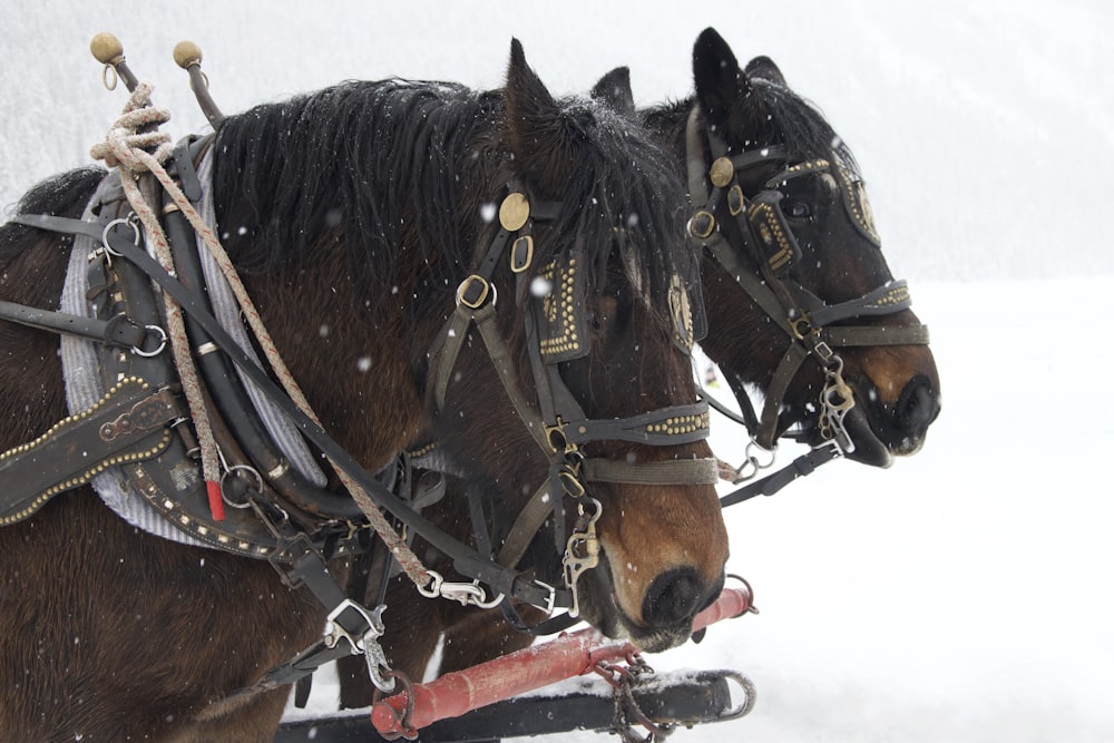 two brown horse on snow