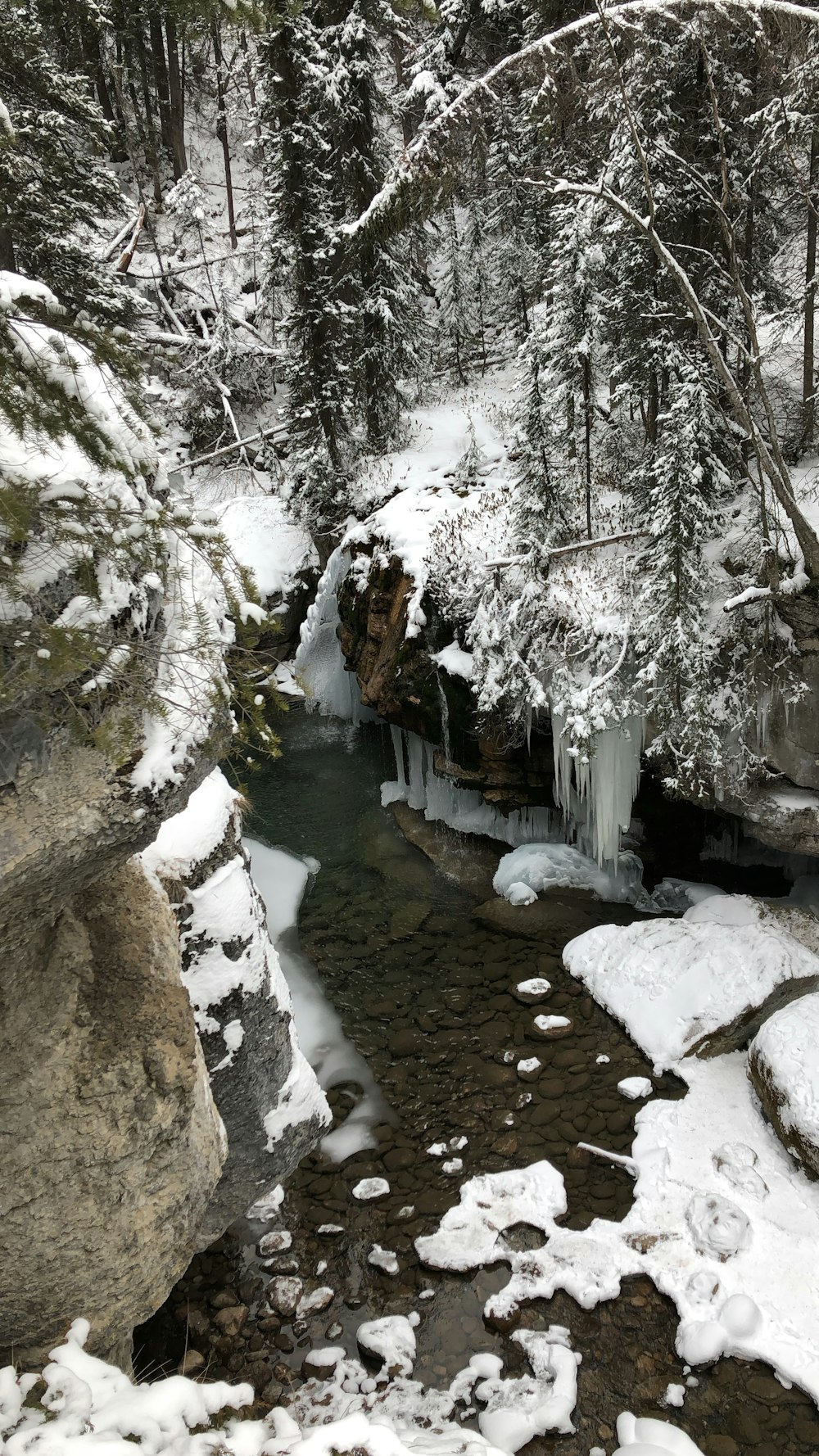 snow covered rock formations and trees