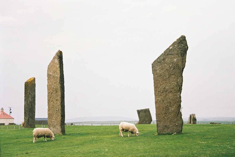 two sheep beside rock formation