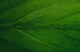 a close up view of a green leaf