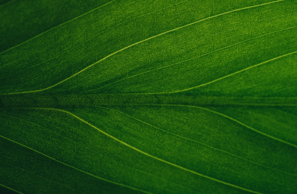 a close up view of a green leaf