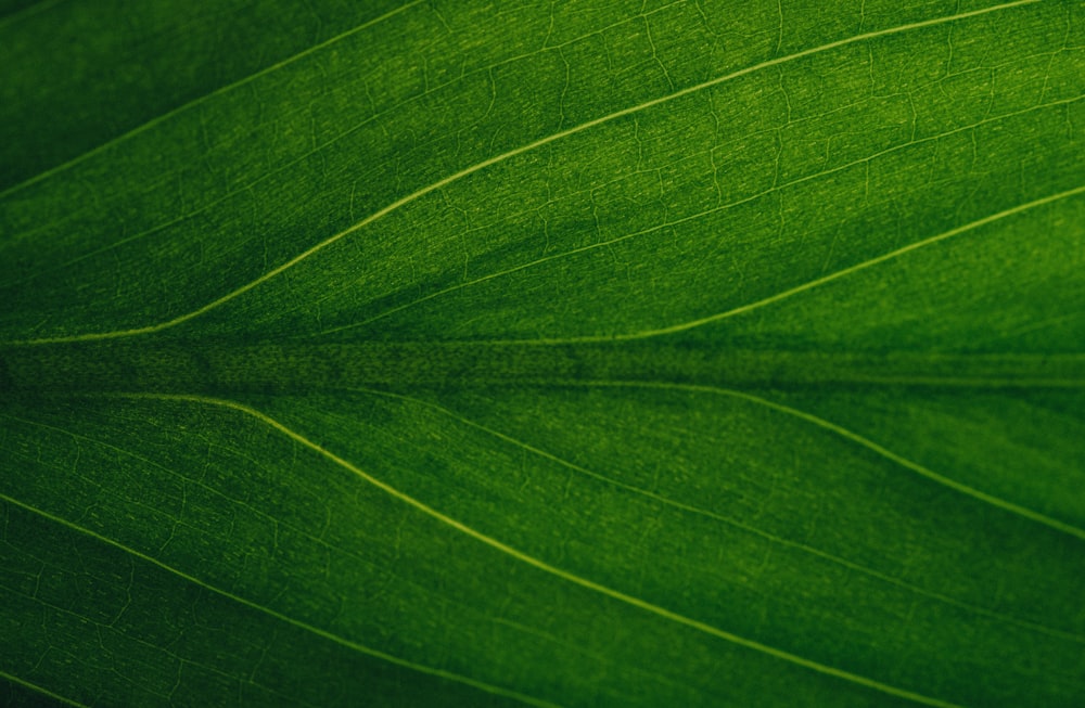 Plant Texture Pictures | Download Free Images on Unsplash