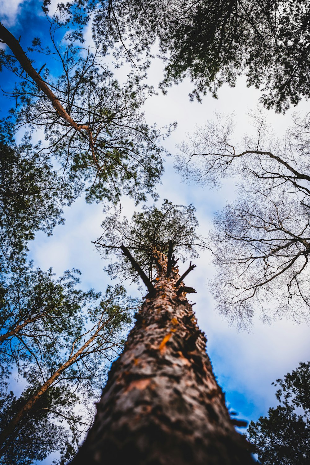 low angle view of trees during daytime