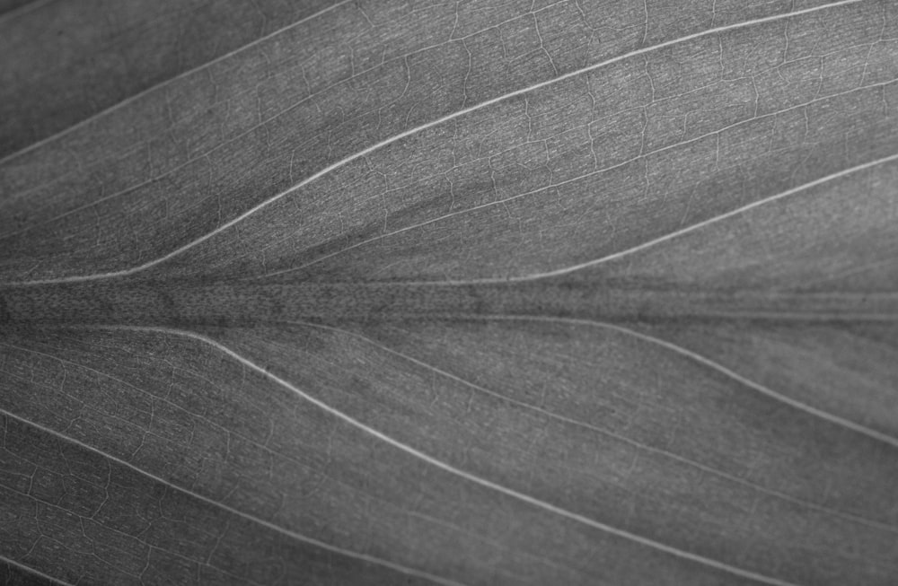 a black and white photo of a leaf