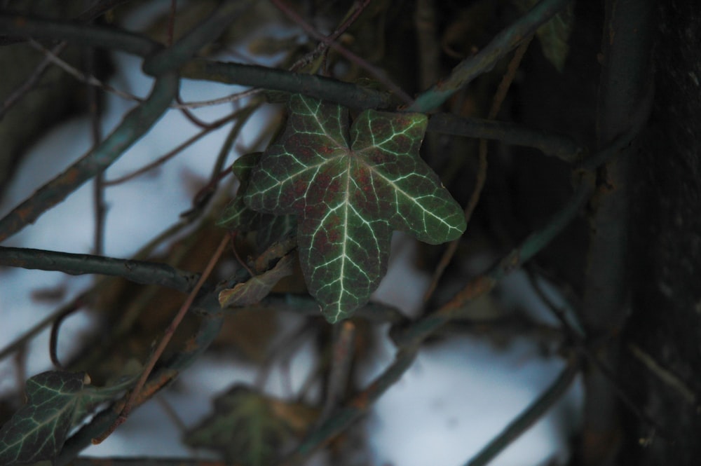 Planta de hojas verdes en fotografía de enfoque selectivo