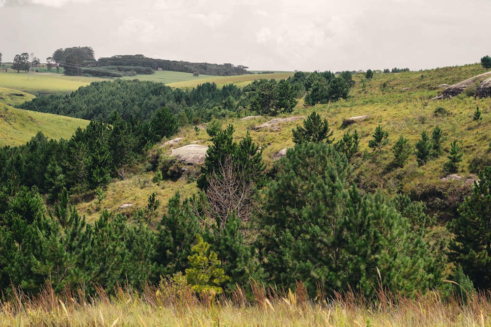 Photographie de vue aérienne de Green Forest