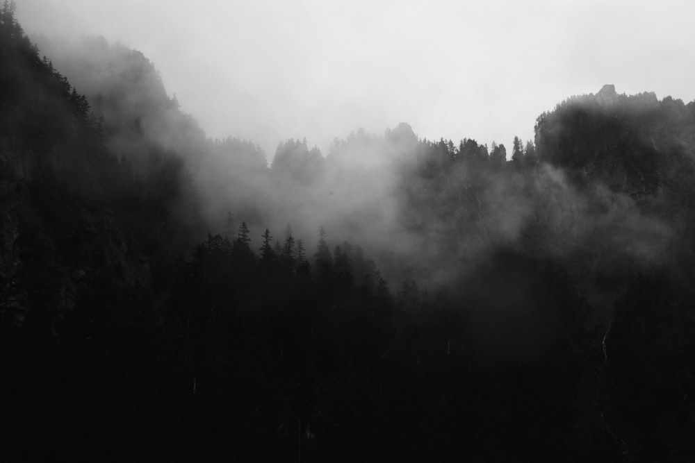 Cartel de árboles rodeados de niebla en escala de grises