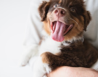 red long-coated puppy sticking its tongue out