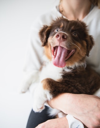 red long-coated puppy sticking its tongue out