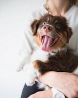 A smiling veterinarian holding a playful puppy in a clean, welcoming clinic environment.