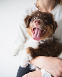 red long-coated puppy sticking its tongue out