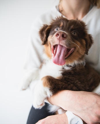 A joyful rottweiler puppy being gently held by a smiling volunteer in a sunlit shelter room.