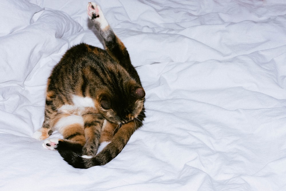 brown tabby cat on white textile