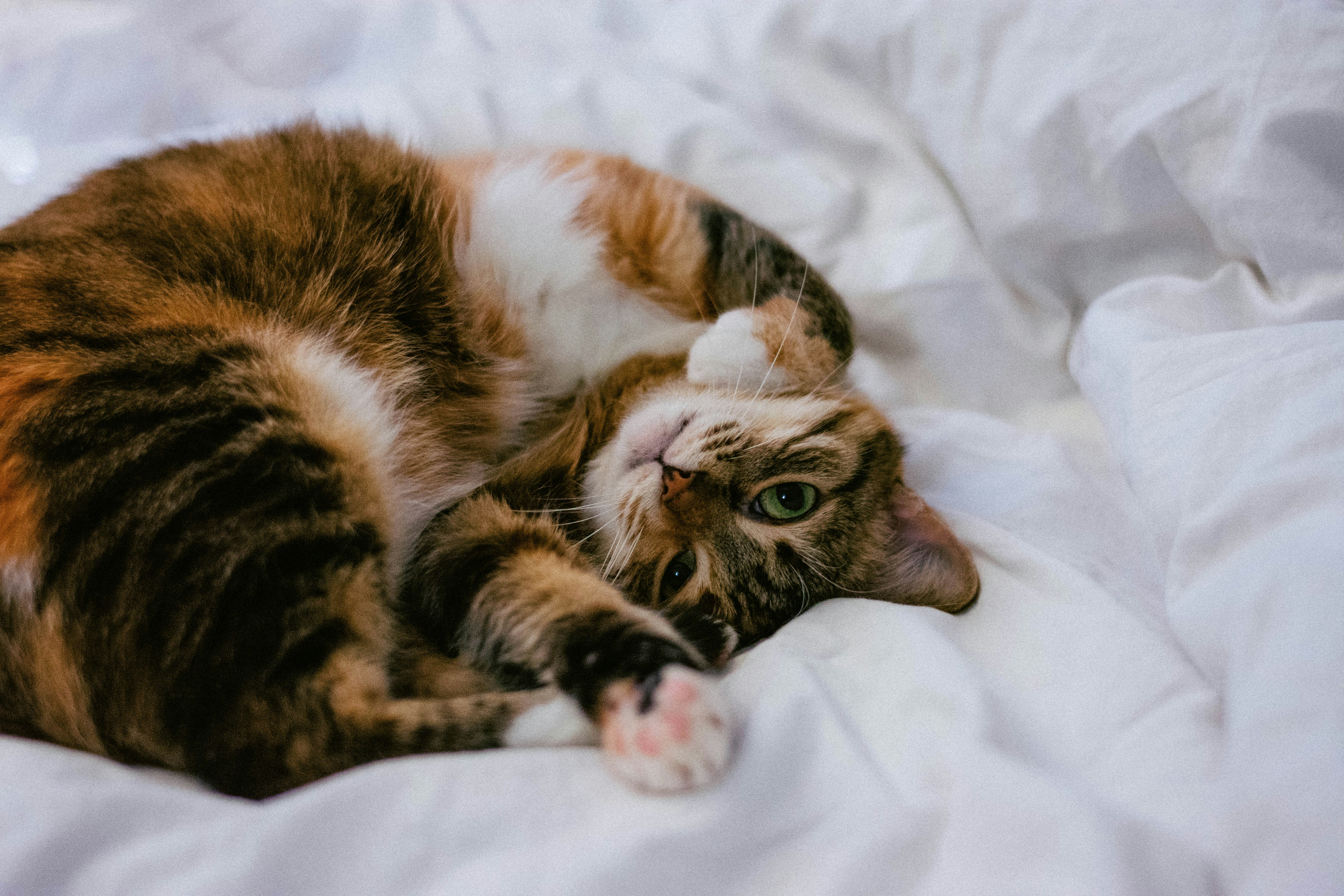 calico cat lying on white comforter