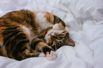 calico cat lying on white comforter