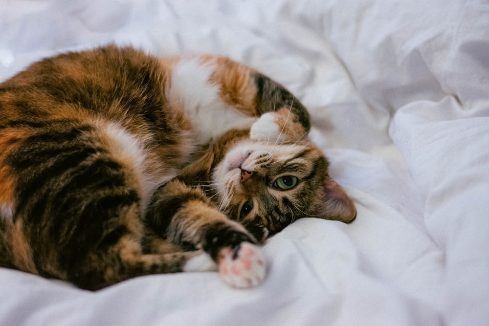 calico cat lying on white comforter