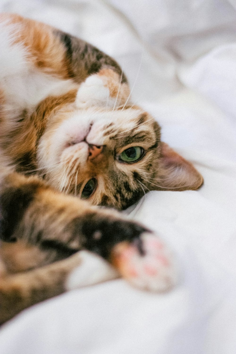 braun getigerte Katze auf weißem Textil