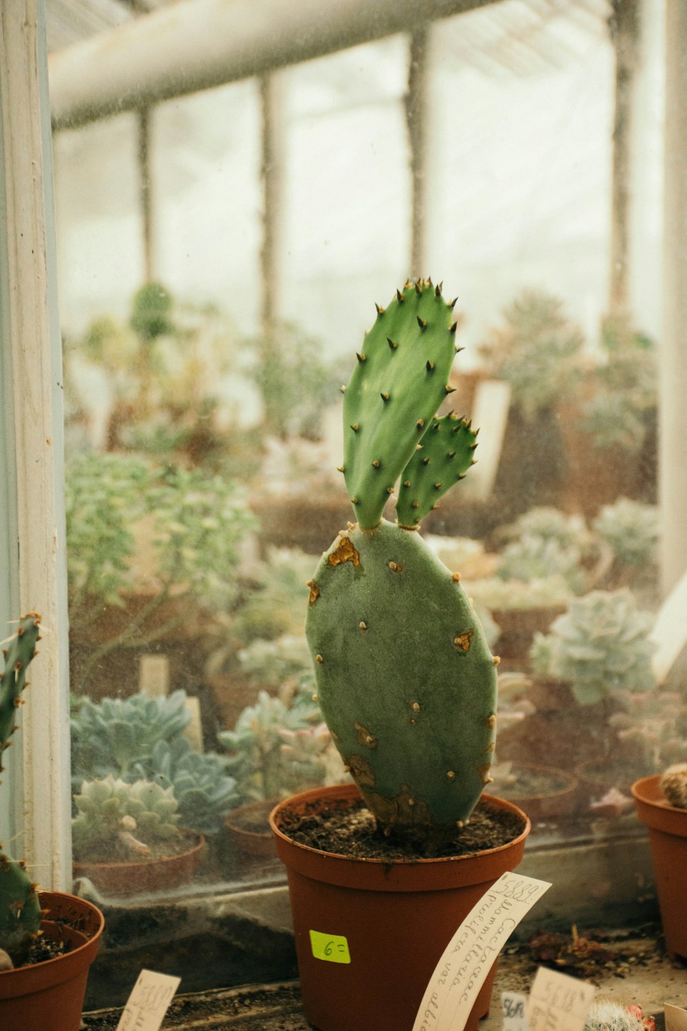 cactus verde su vaso marrone