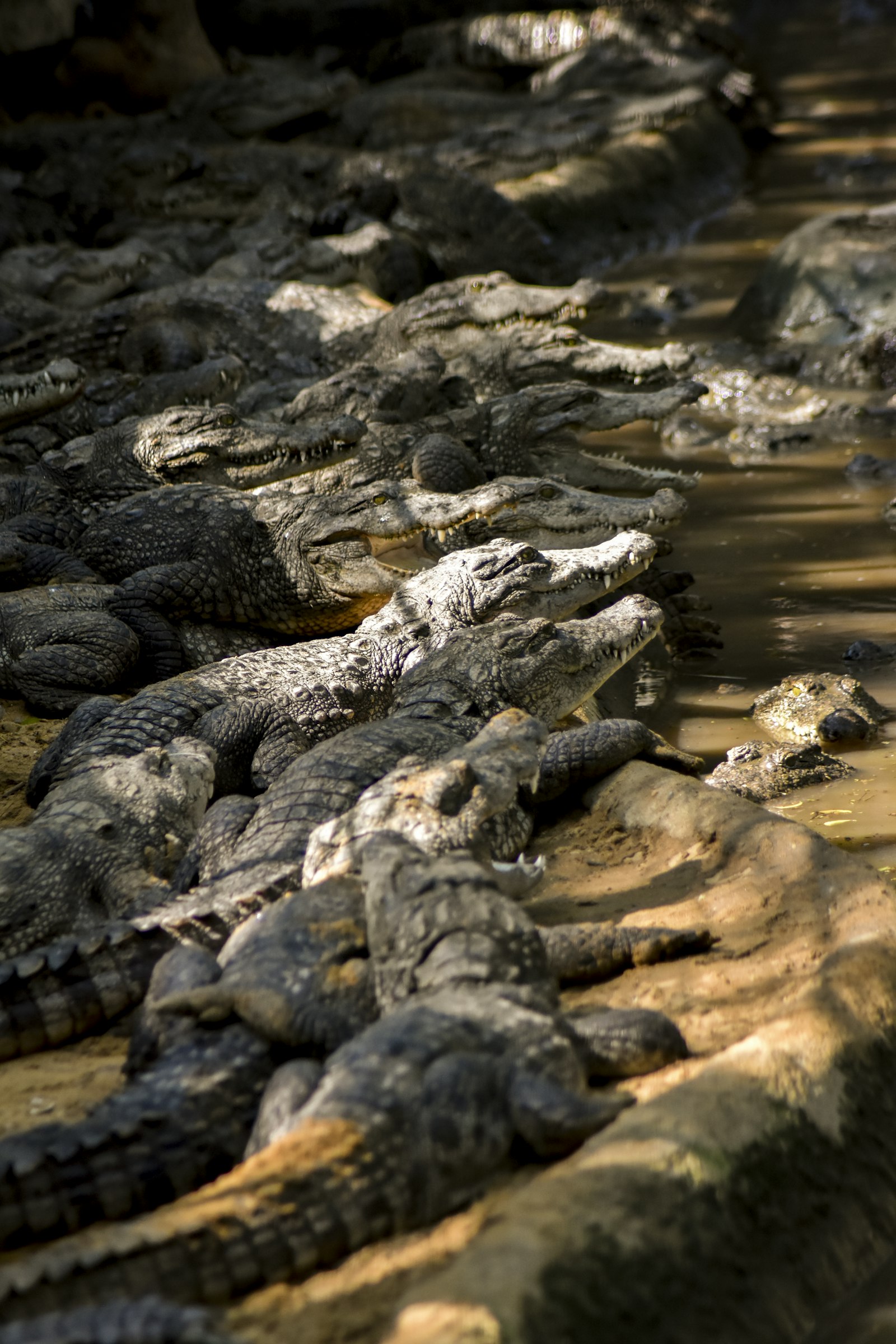 Tamron SP 70-300mm F4-5.6 Di VC USD sample photo. Group of crocodiles photography