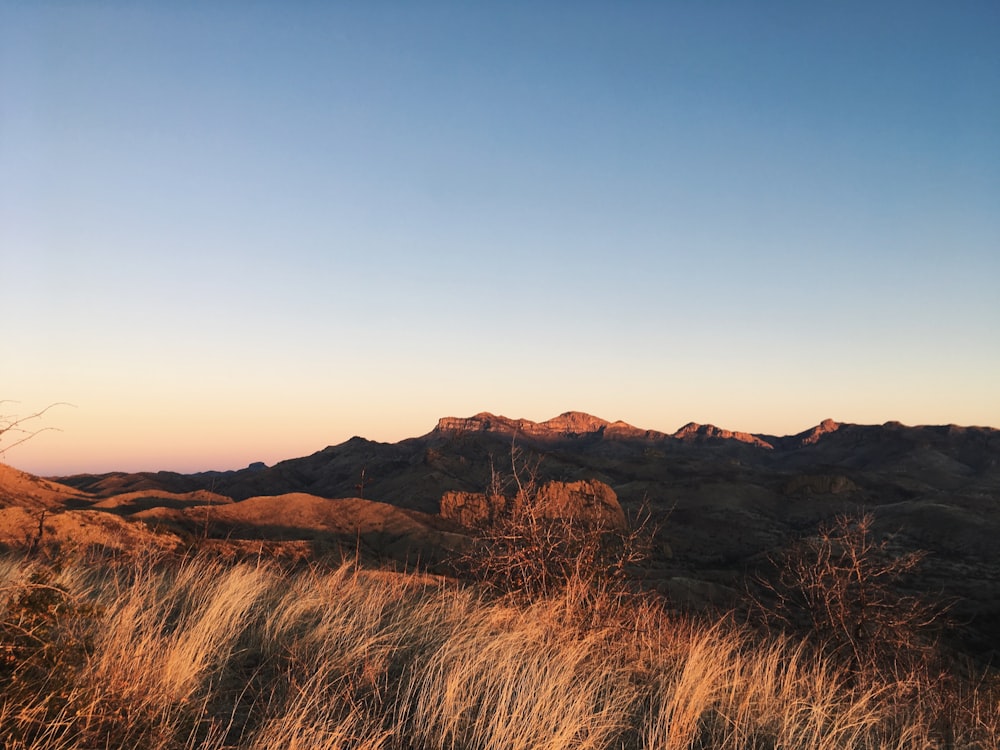 grass on mountain