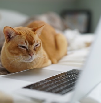 shallow focus photo of orange cat near laptop computer