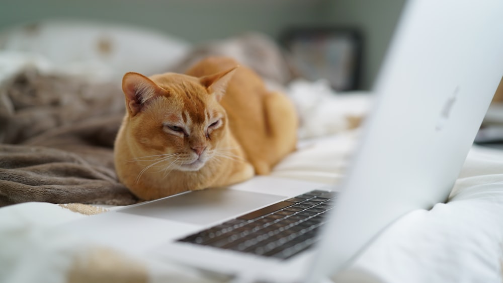 Photo de mise au point peu profonde d’un chat orange près d’un ordinateur portable