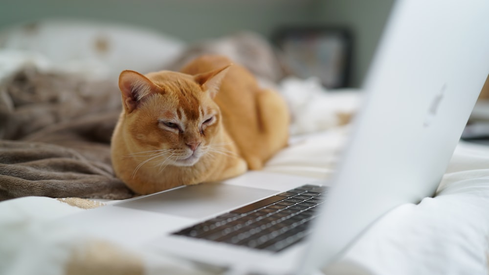 Foto de enfoque superficial de gato naranja cerca de una computadora portátil