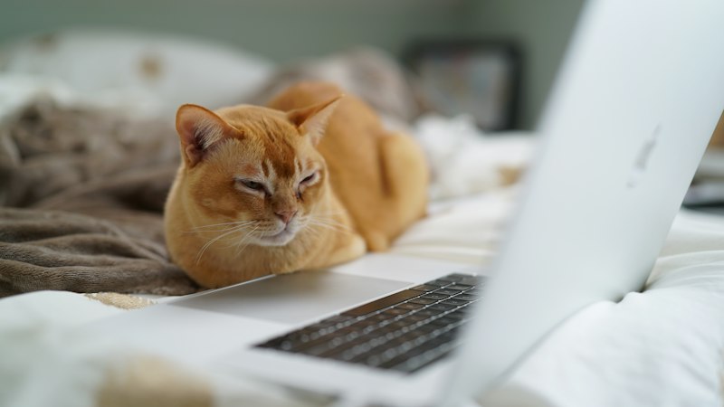Red Burmese cat Tigger resting beside a laptop indoors