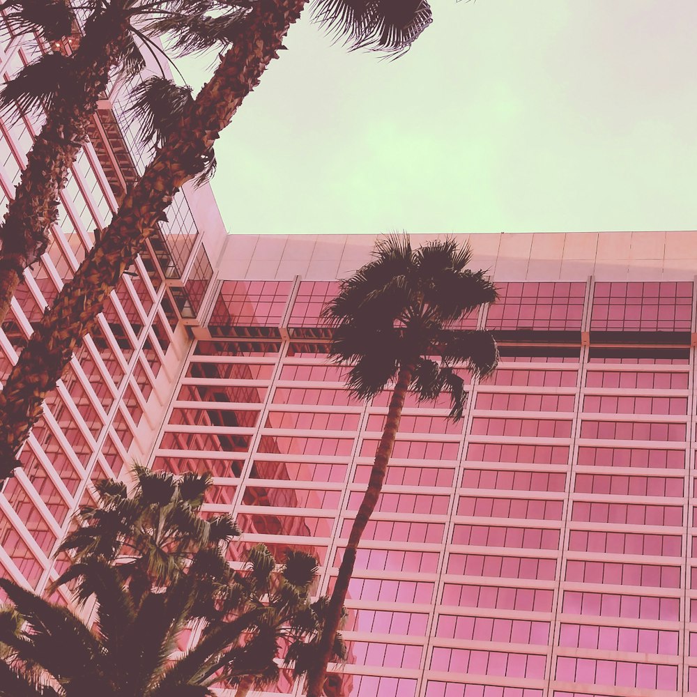 palm trees near building