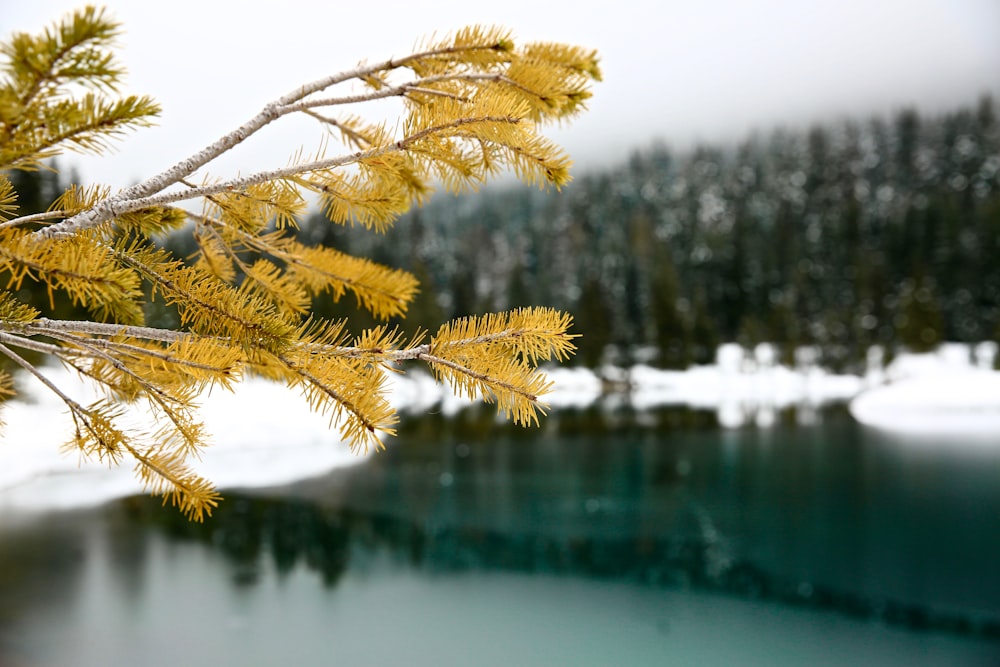 selective focus photography of brown tree