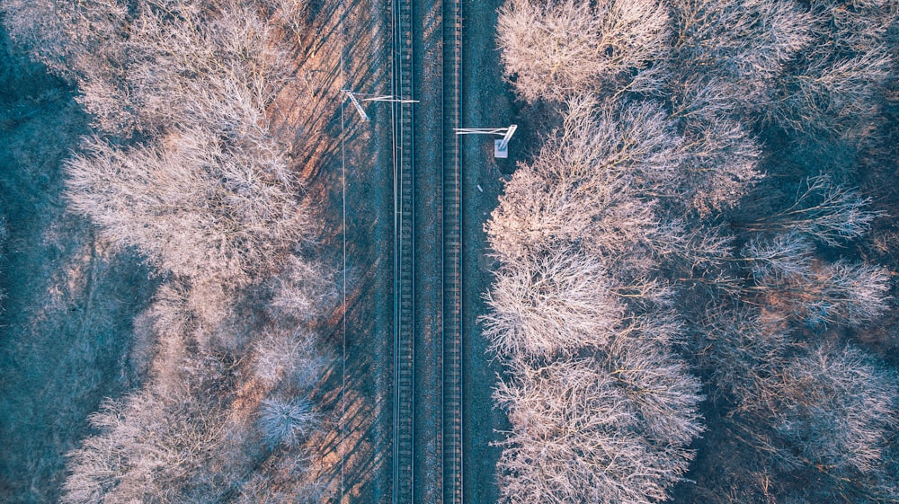 aerial photo of railway in between brown leaf trees during daytime