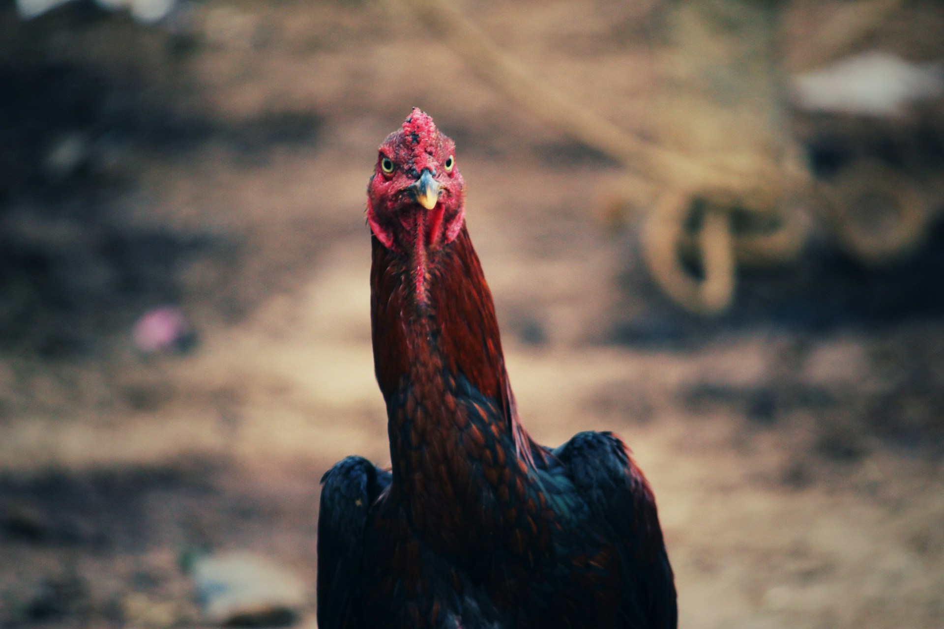 black and red rooster in selective focus photography