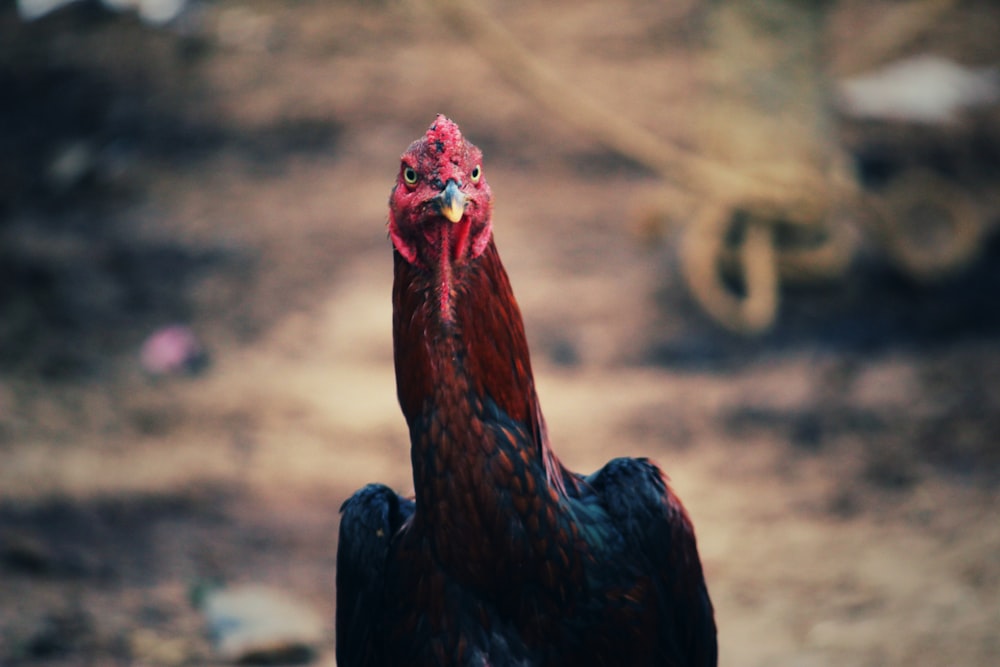 black and red rooster in selective focus photography