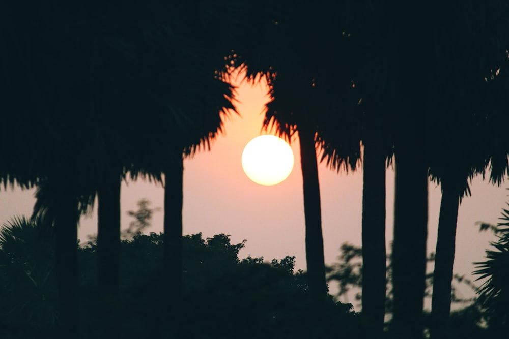 silhouette of trees