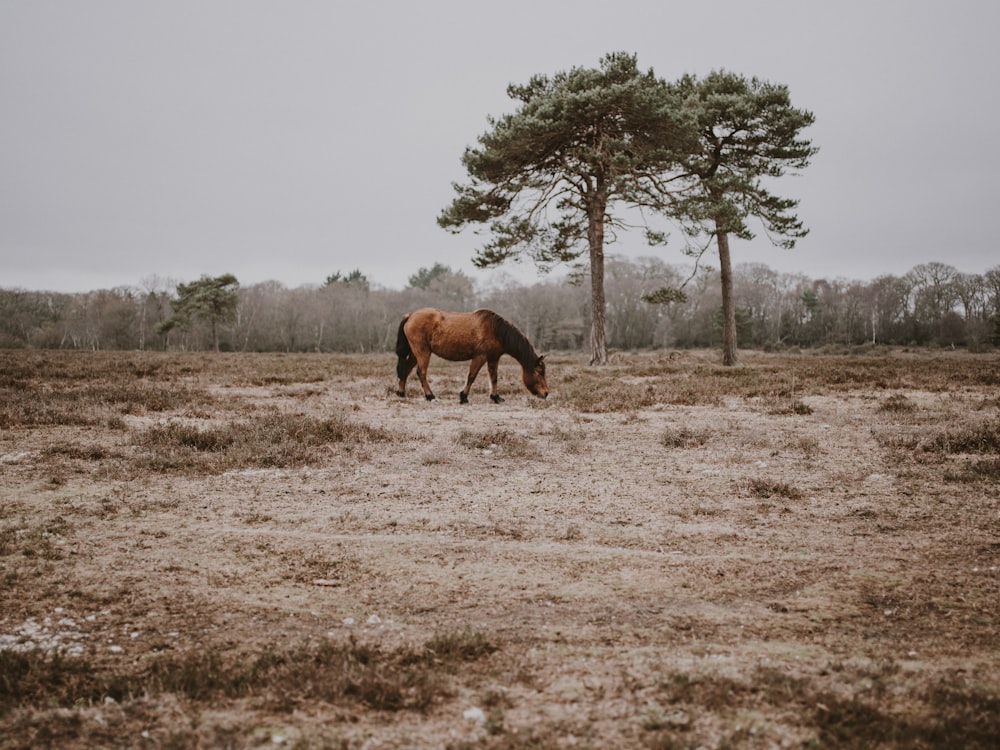 brown horse near two trees