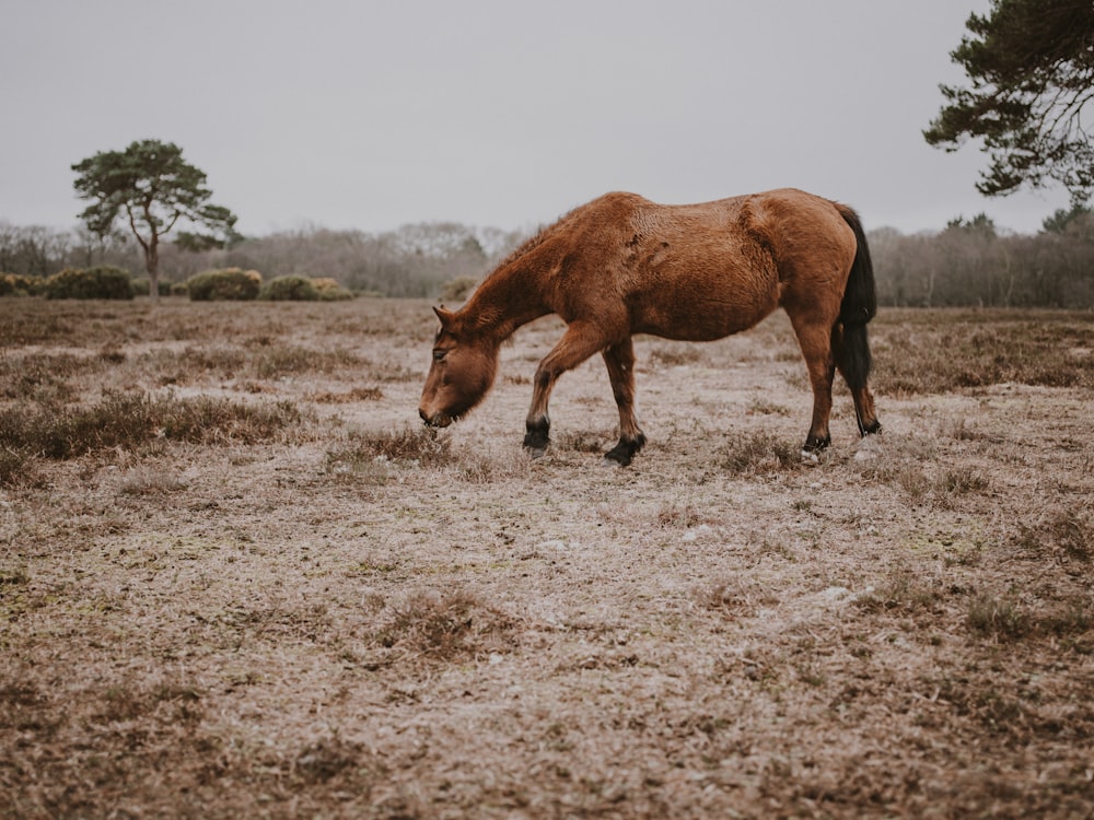 brown horse sniffing on grass