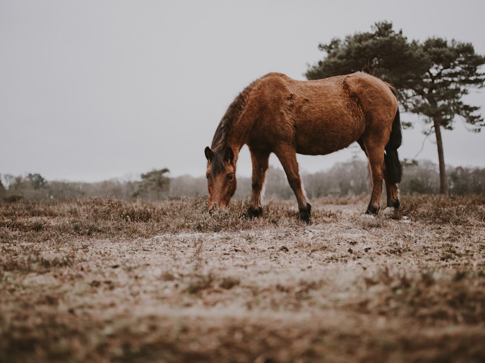 brown horse eating grass