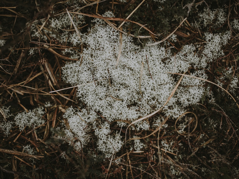 white leaves on brown grass