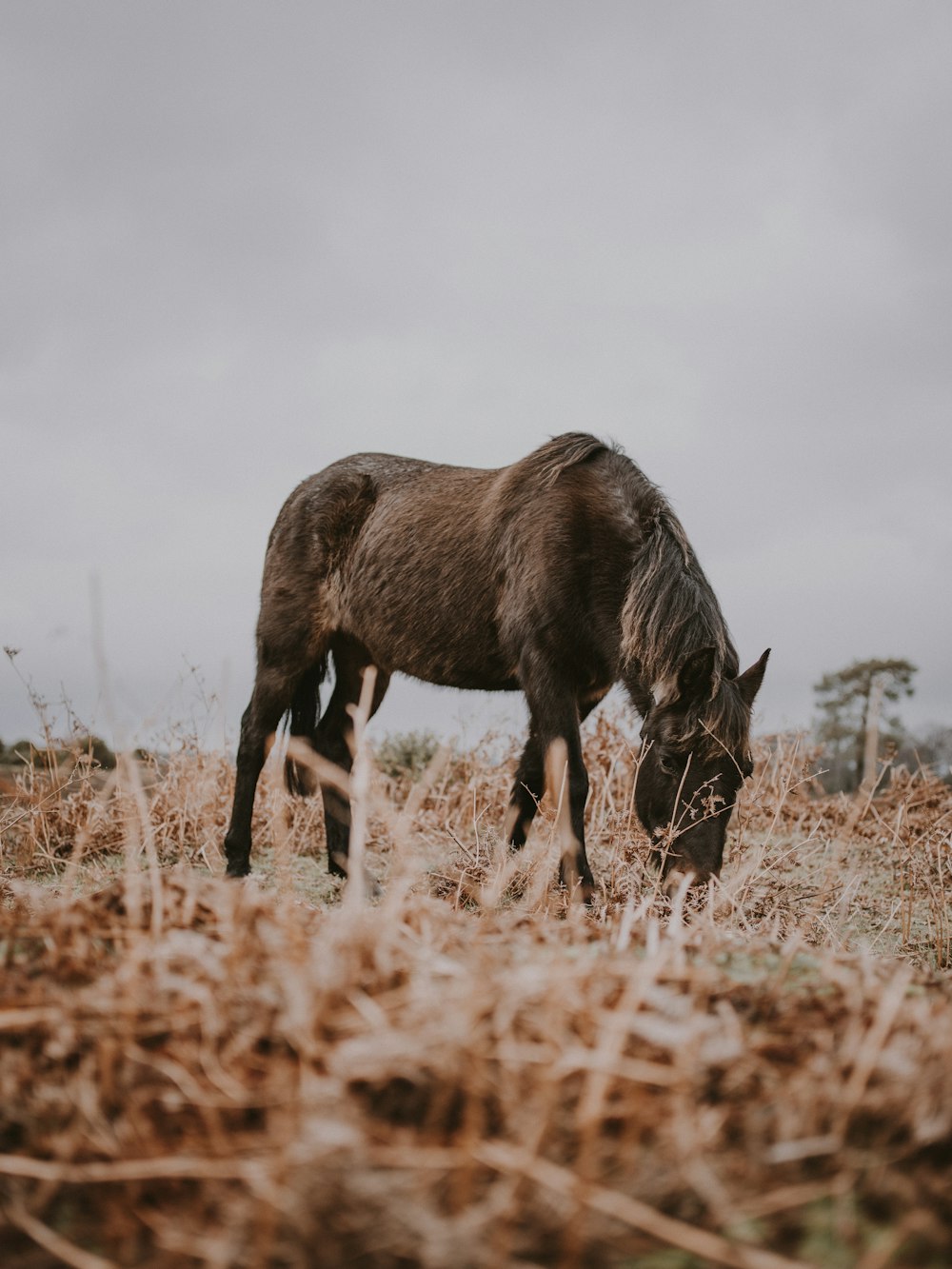 緑の草に囲まれた茶色の馬