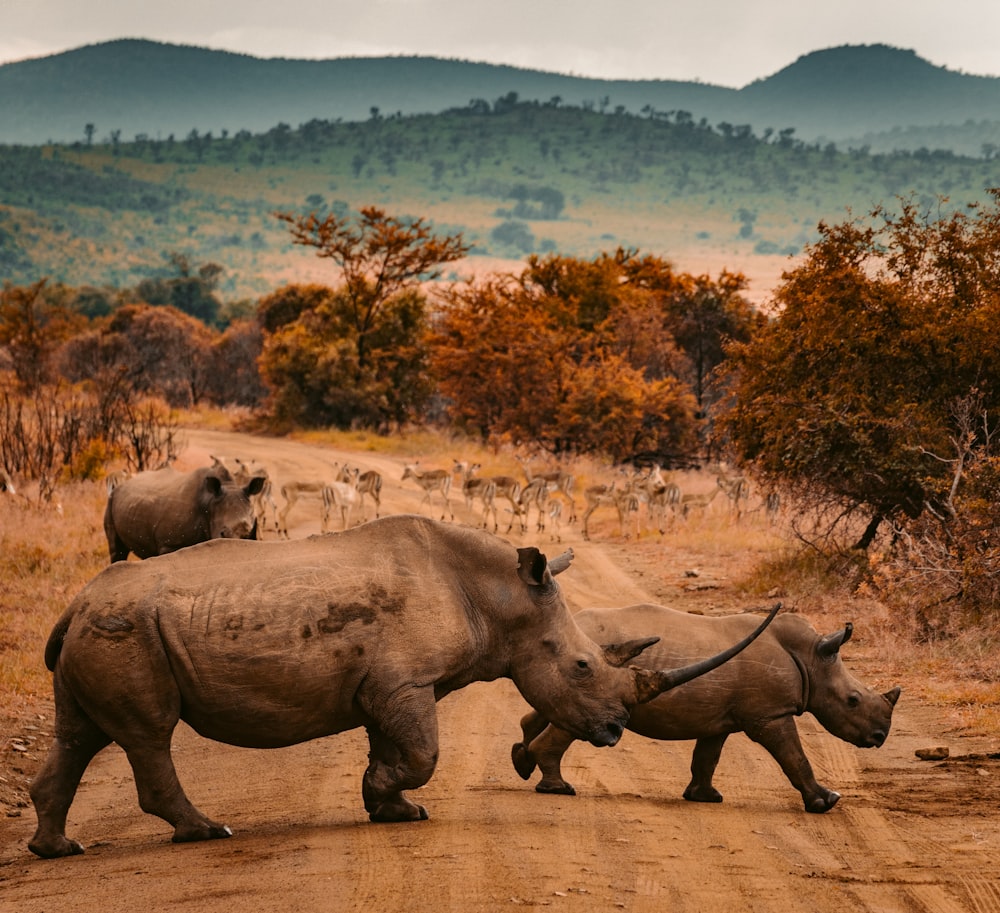 Três rinocerontes caminhando na estrada da fazenda