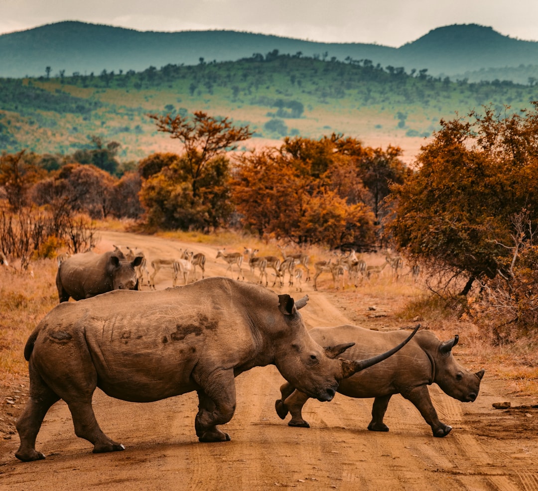 three rhinos walking on farm road