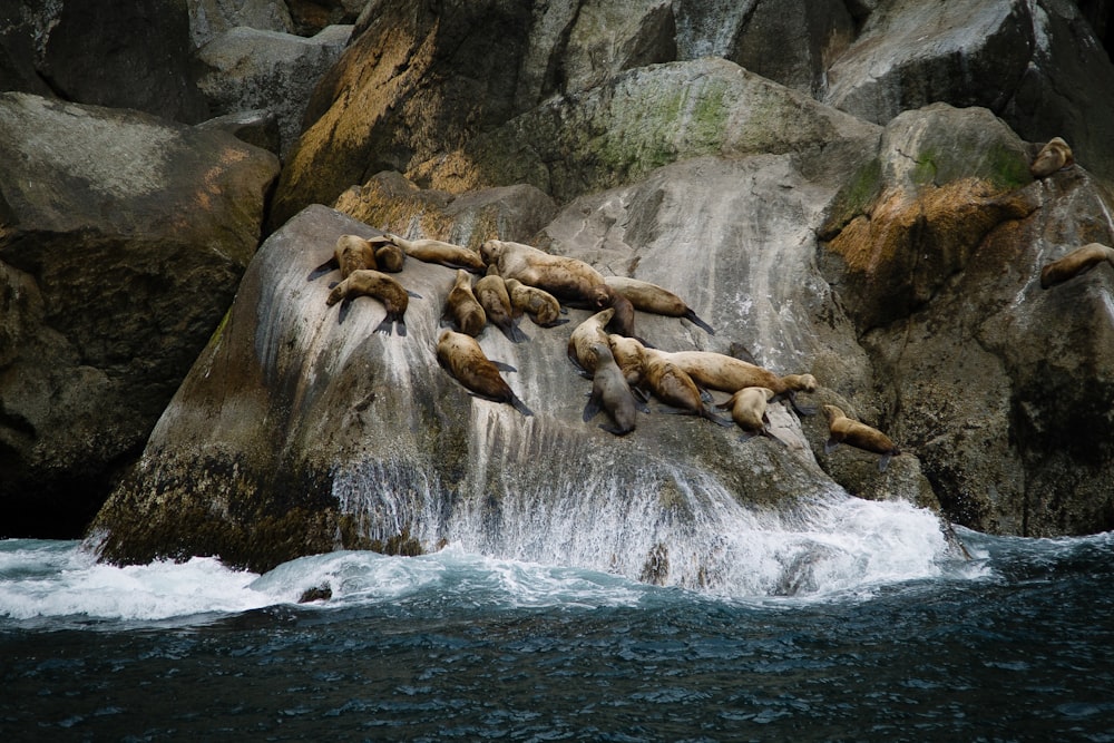 Grupo de leões marinhos na formação rochosa perto do mar durante o dia