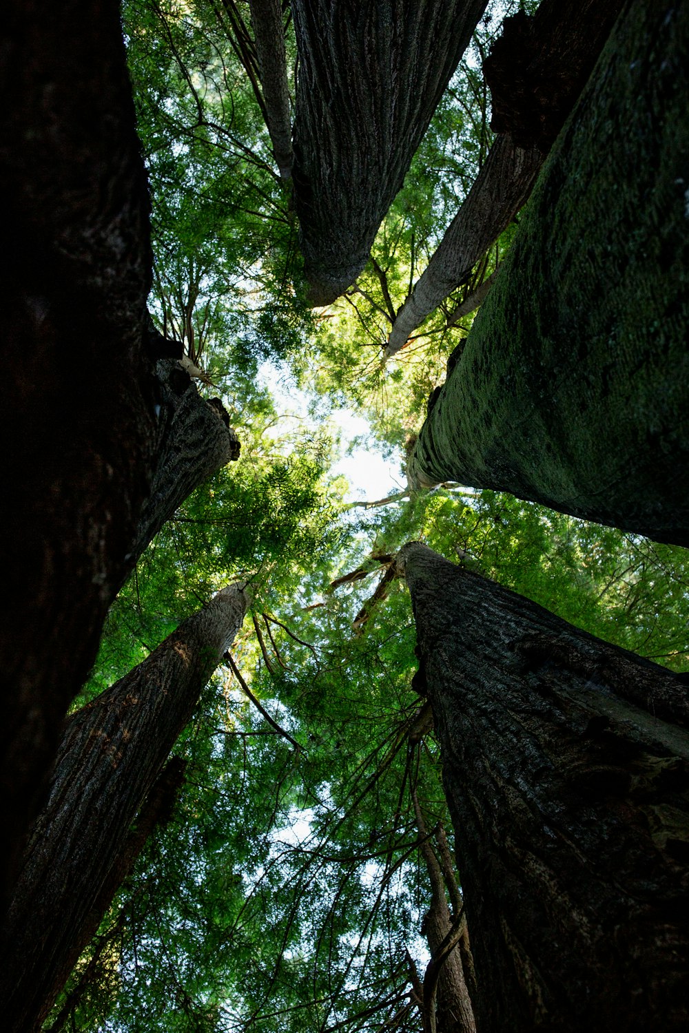 trees and sky