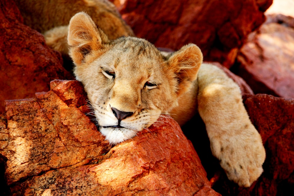 tiger cub sleeps on brown log