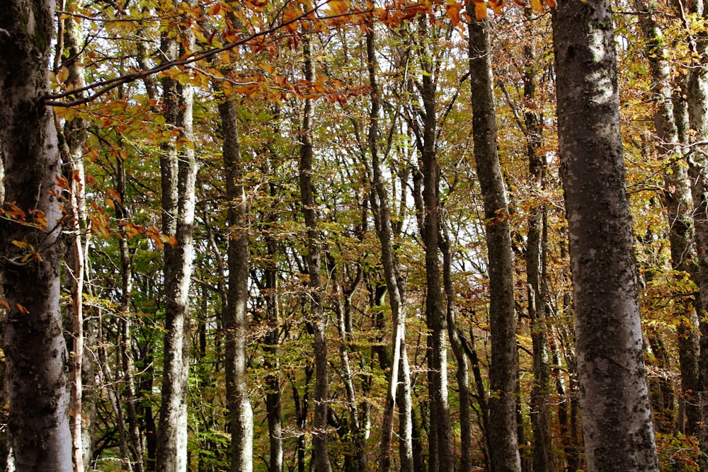 tall green trees