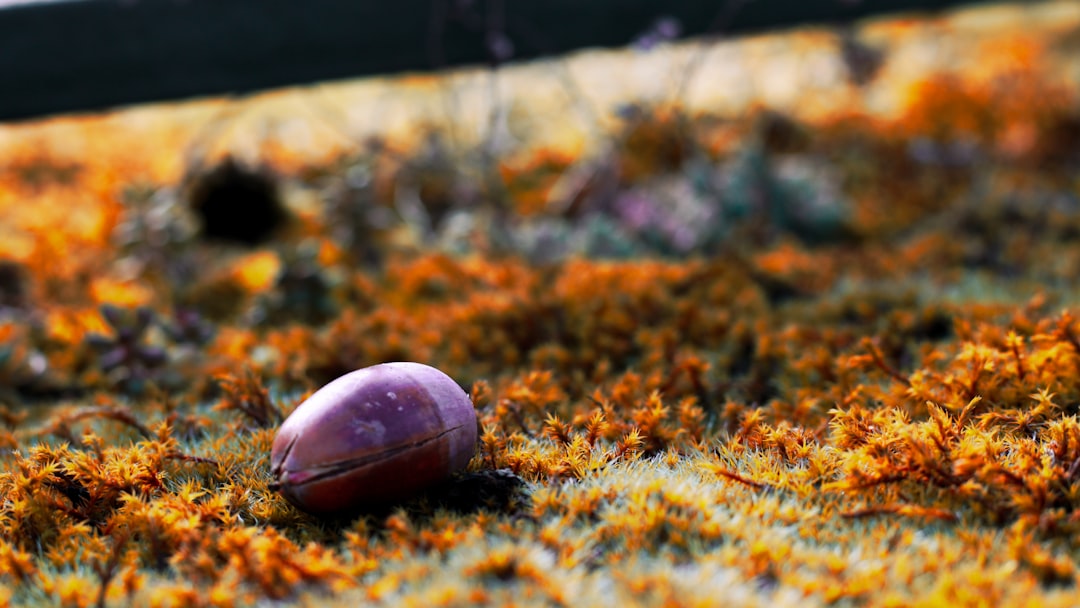 brown seen on ground