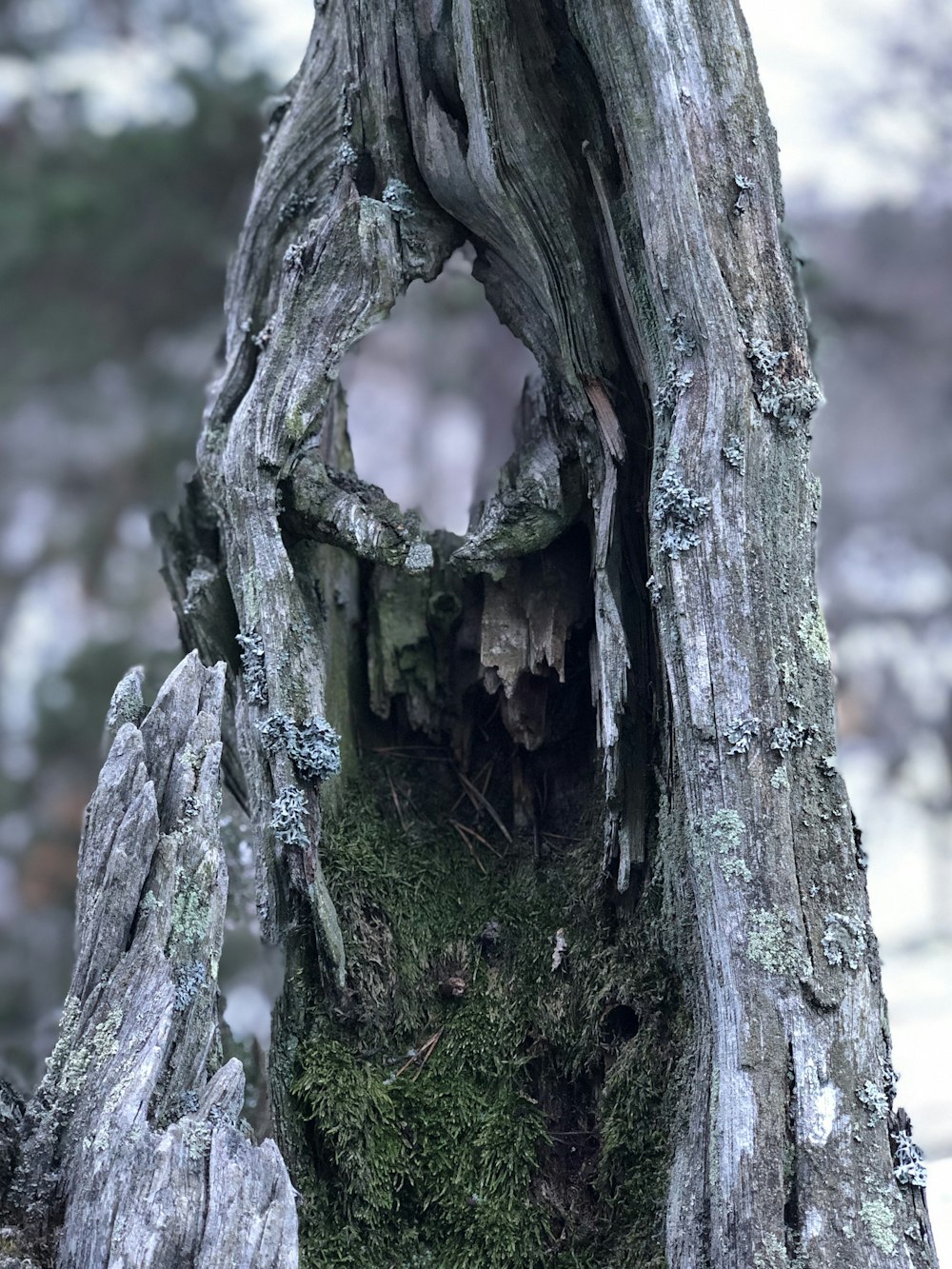 albero di corteccia grigia