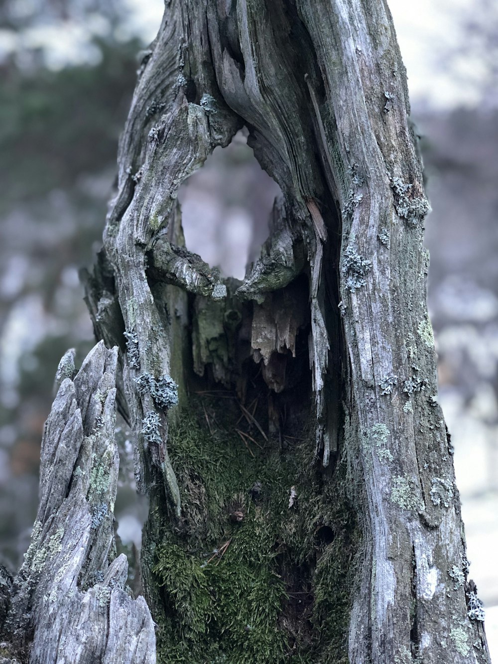 gray bark tree