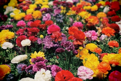 A stunning cut flower garden bursting with diverse blooms in various colors.