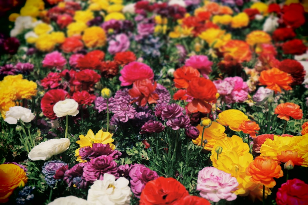 assorted-color petaled flowers